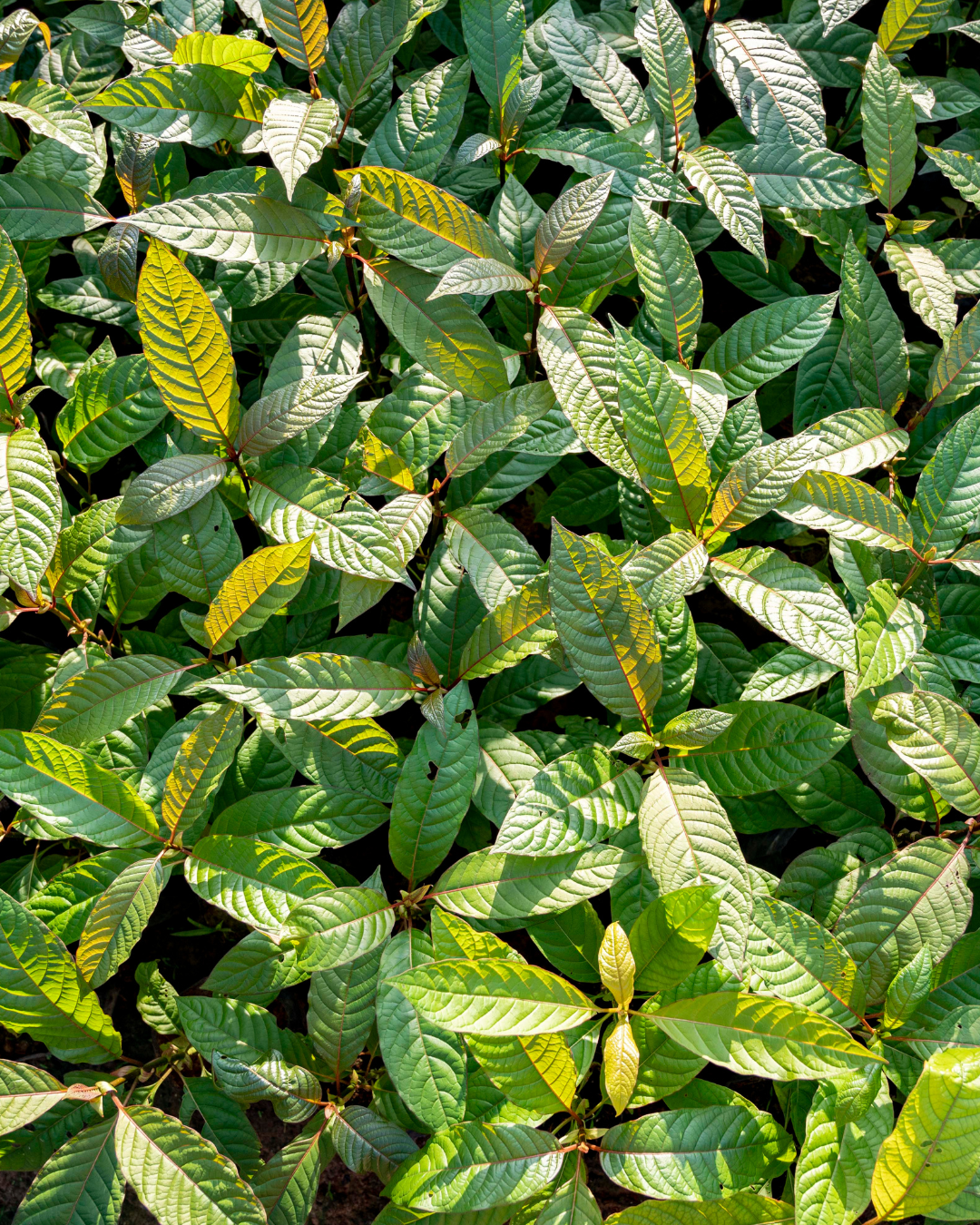 Green Sintang Kratom