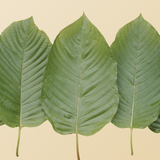 White Sumatra Kratom