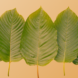 Red Sintang Kratom