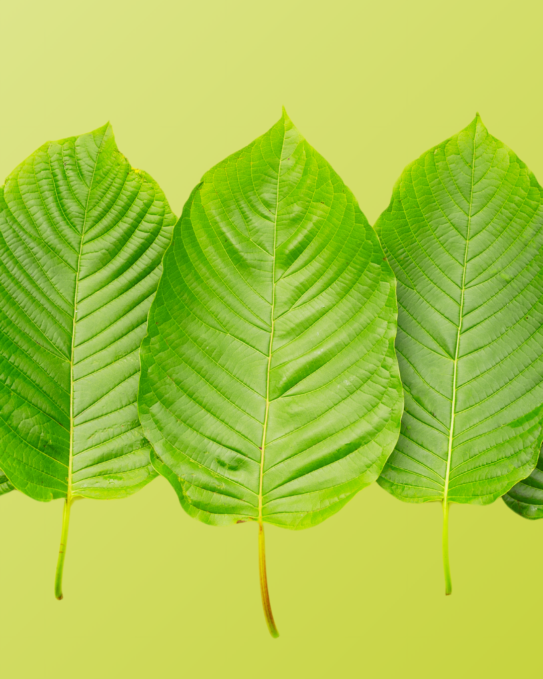 Green Sintang Kratom