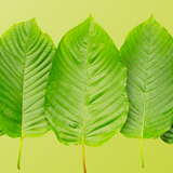 Green Maeng Da Kratom
