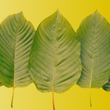 Yellow Sumatra Kratom